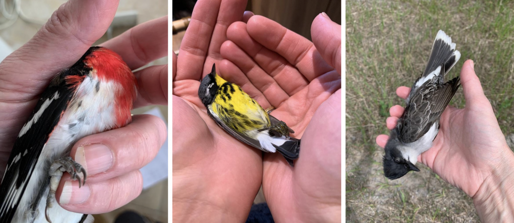 One in the hand, three images of birds in a hand.